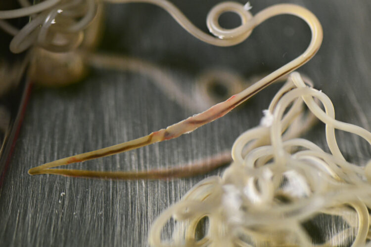 Animal shelter issues heartworm warning